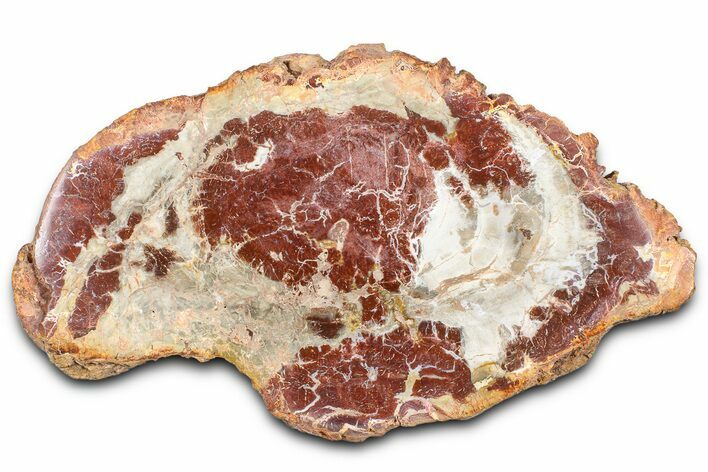Beautiful Petrified Wood (Araucaria) Slab - Madagascar #361463